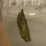 Our first pupa!